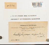 Amblystegium serpens image