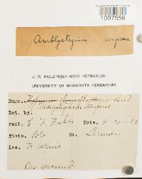 Amblystegium serpens image