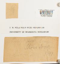 Amblystegium serpens image
