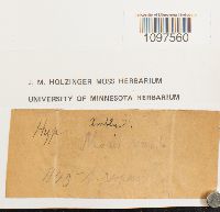 Amblystegium serpens image