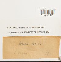Amblystegium serpens image
