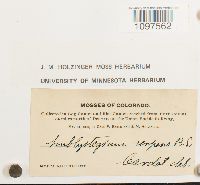 Amblystegium serpens image