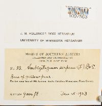 Amblystegium serpens image