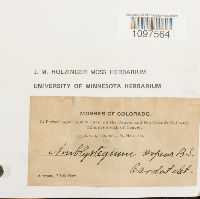 Amblystegium serpens image