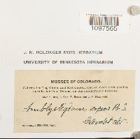 Amblystegium serpens image