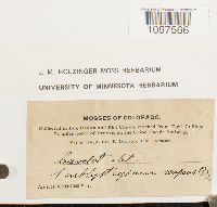 Amblystegium serpens image