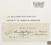 Amblystegium serpens image
