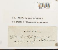 Amblystegium serpens image