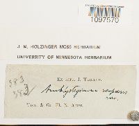 Amblystegium serpens image