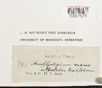 Amblystegium serpens image