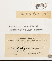 Amblystegium serpens image