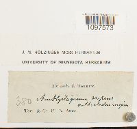 Amblystegium serpens image