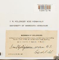 Amblystegium serpens image