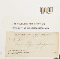 Amblystegium serpens image
