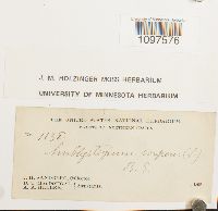 Amblystegium serpens image