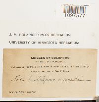 Amblystegium serpens image