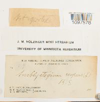 Amblystegium serpens image