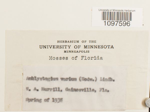 Amblystegium image