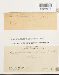 thumbnail image of current specimen