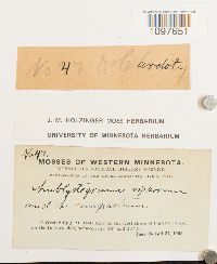 Media resource of Amblystegium viparium