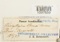 Media resource of Platydictya jungermannioides