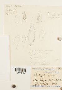 Campylium radicale image