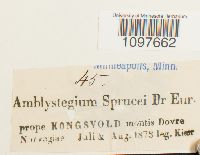 Campylium radicale image