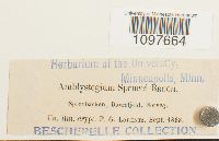 Campylium radicale image