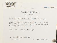 Amphidium lapponicum image