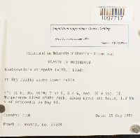 Amphidium lapponicum image