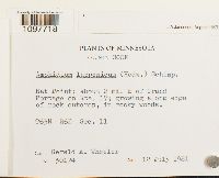 Amphidium lapponicum image