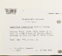 Amphidium lapponicum image