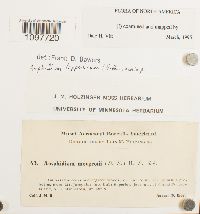 Amphidium lapponicum image