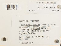 Amphidium lapponicum image