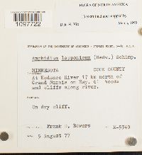 Amphidium lapponicum image