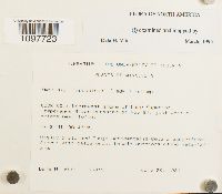 Amphidium lapponicum image