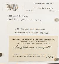 Amphidium lapponicum image