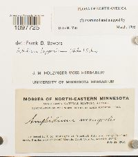 Amphidium lapponicum image