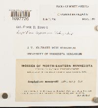 Amphidium lapponicum image