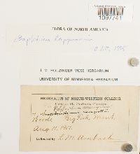 Amphidium lapponicum image