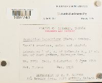 Amphidium lapponicum image