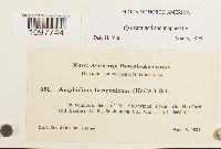 Amphidium lapponicum image