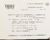 Amphidium lapponicum image