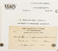 Amphidium lapponicum image