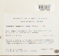 Amphidium lapponicum image