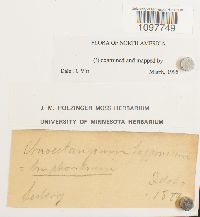 Amphidium lapponicum image