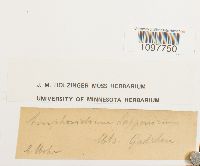 Amphidium lapponicum image