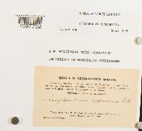 Amphidium lapponicum image