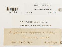 Amphidium lapponicum image