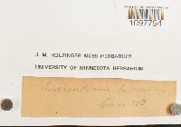 Amphidium lapponicum image